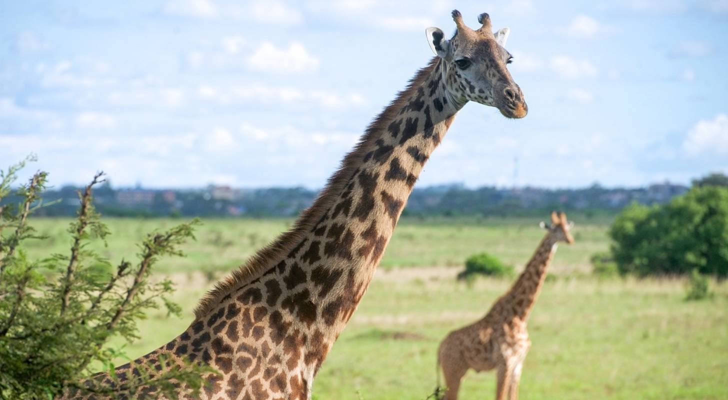 Photo de girafes dans une réserve près de Nairobi
