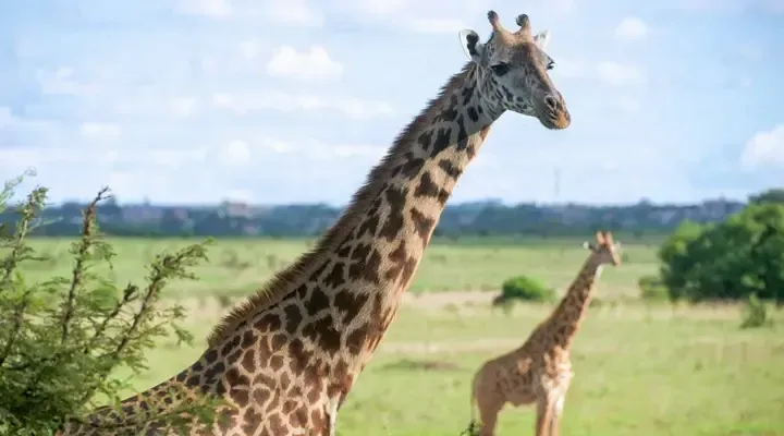 Observation de girafes dans une réserve près de Nairobi Photo de girafes dans une réserve près de Nairobi