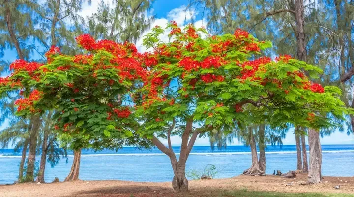 Le flamboyant, arbre symbole de La Réunion Billet d’avion pour La Réunion, randonnée sur la rivière Plaine à Saint-Denis