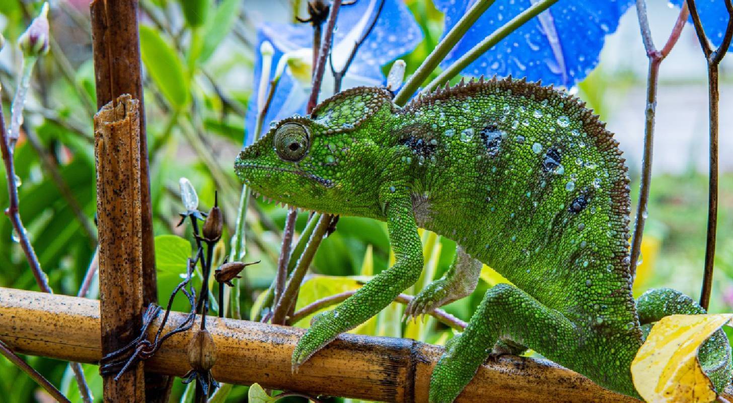 Vol pas cher pour Antananarivo, rencontre avec un caméléon dans la Réserve exotique Peyrieras