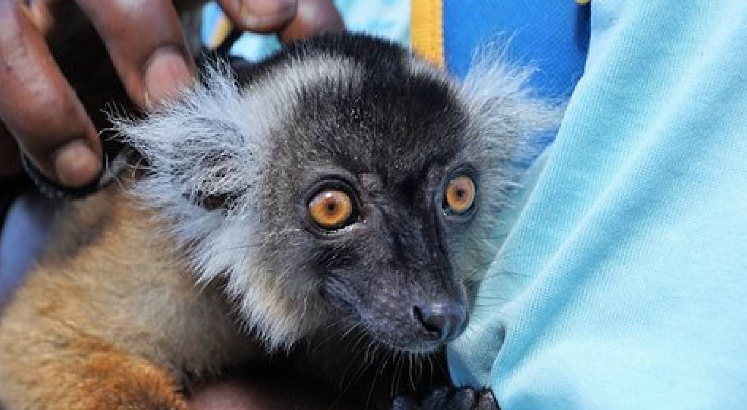 Vol pas cher pour Nosy Be, rencontre avec un lémurien malgache