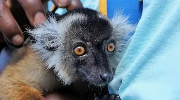 Un lémurien Vol pas cher pour Nosy Be, rencontre avec un lémurien malgache