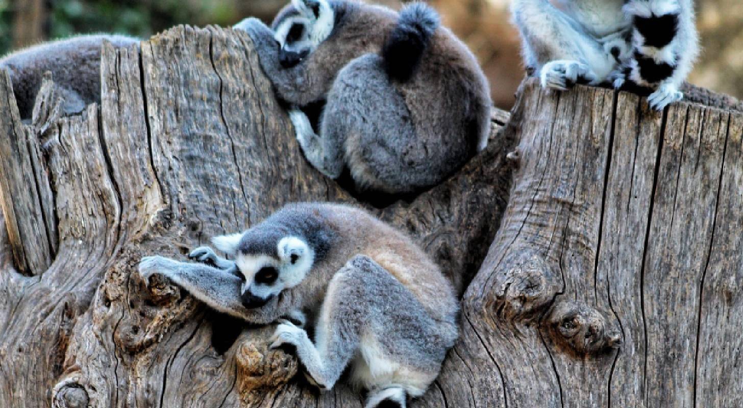 Réserver un vol direct pour Sambava à Madagascar