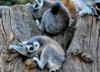 Réserver un vol direct pour Sambava à Madagascar