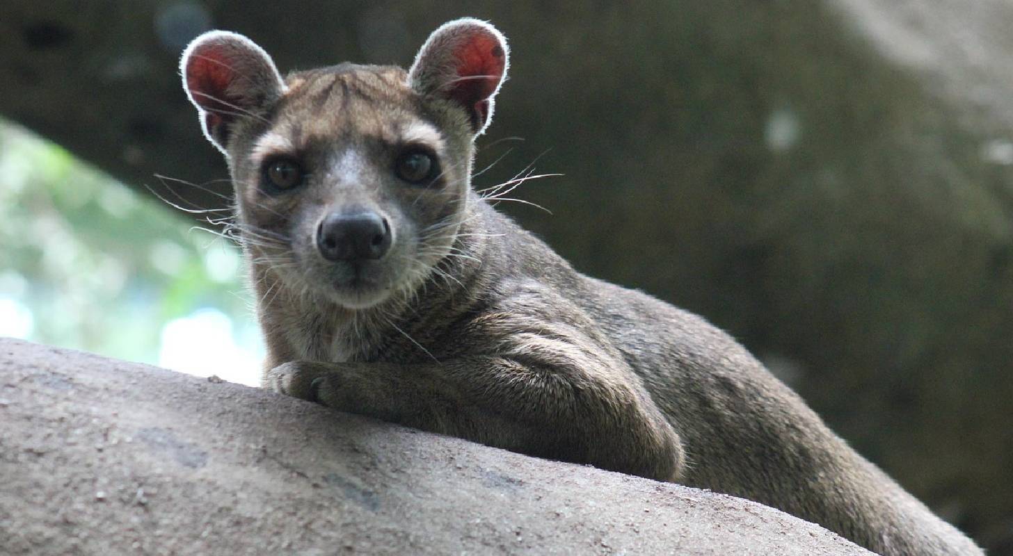 Partez en vacances à Madagascar et observer la faune locale comme le fossa