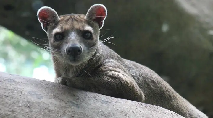 Partez en vacances à Madagascar et observer la faune locale comme le fossa Partez en vacances à Madagascar et observer la faune locale comme le fossa