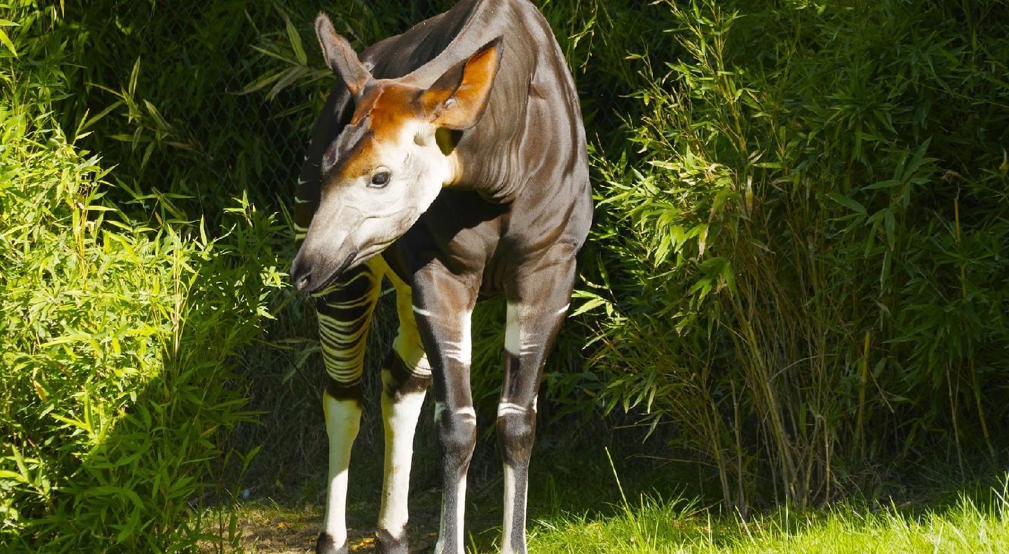 Voyage à Kinshasa, observation d’un okapi au Congo