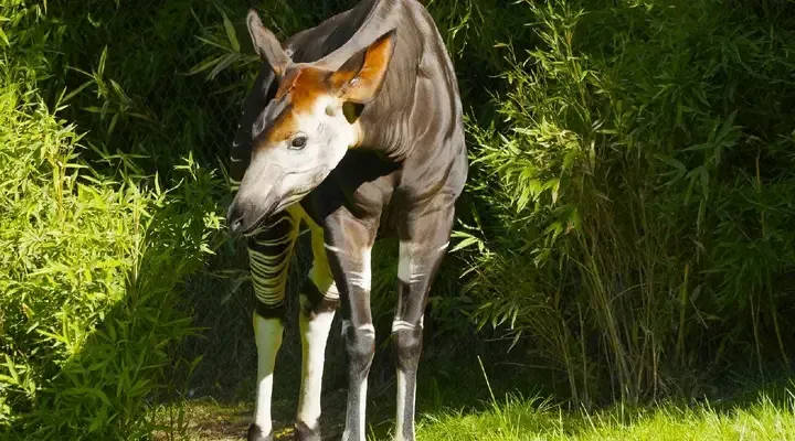 Un okapi, animal endémique du Congo Voyage à Kinshasa, observation d’un okapi au Congo