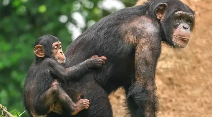 Des chimpanzés en Sierra Leone Vol pas cher pour Freetown, observation de chimpanzés en Sierra Leone