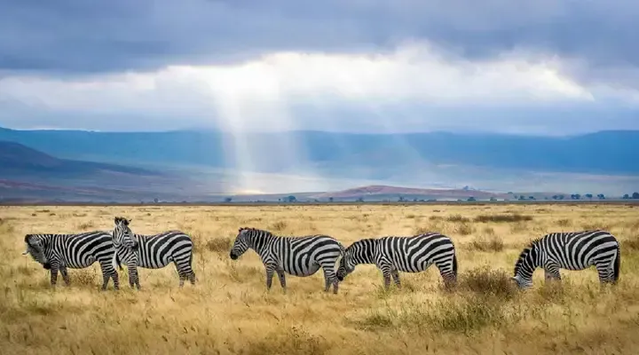 Safari en Tanzanie à Arusha Vol pas cher pour Kilimanjaro