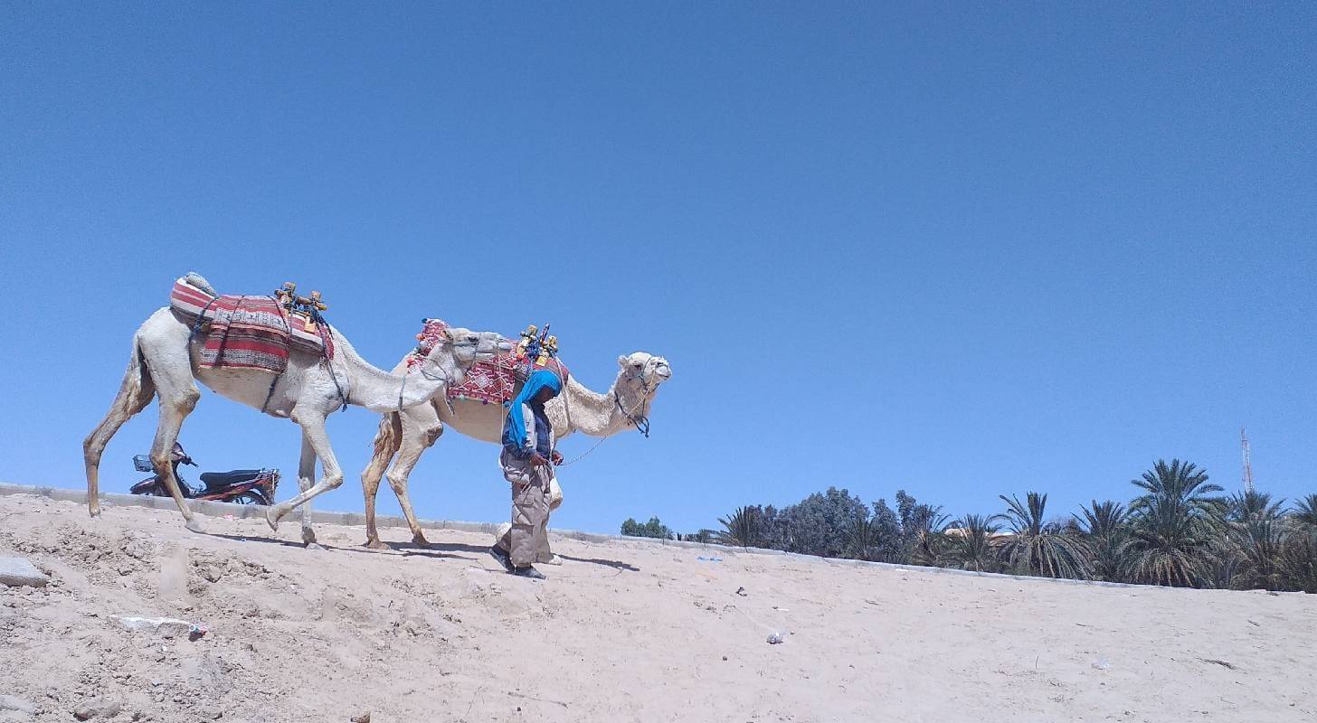 Vol pas cher pour la Tunisie, baladez-vous dans une oasis dans le désert tunisien