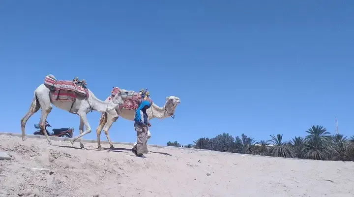 Une oasis dans le désert tunisien Vol pas cher pour la Tunisie, baladez-vous dans une oasis dans le désert tunisien