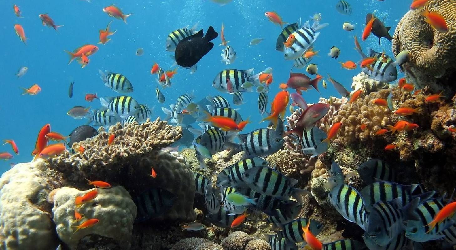Vacances à Recife au Brésil, vol pas cher France Brésil