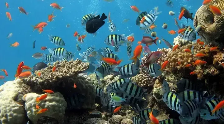 Plongée au cœur de l'archipel Fernando de Noronha Vacances à Recife au Brésil, vol pas cher France Brésil