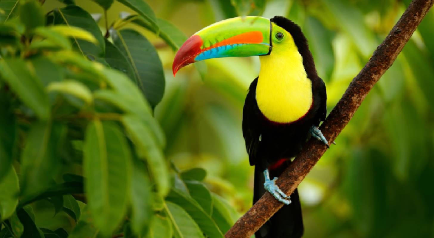 Trouvez un vol pas cher pour San José et allez observer la faune tropicale du Costa Rica