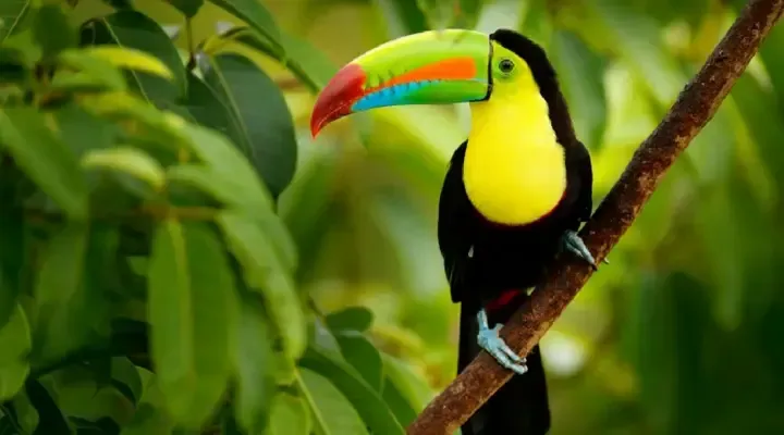 Trouvez un vol pas cher pour San José et allez observer la faune tropicale du Costa Rica Trouvez un vol pas cher pour San José et allez observer la faune tropicale du Costa Rica