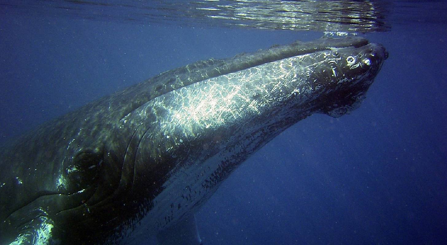 Partez en vacances en République Dominicaine et observez les baleines à bosse près de Samana