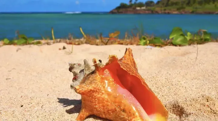 Un lambi sur une plage de Saint-Barthélémy Trouvez un vol pas cher pour Gustavia