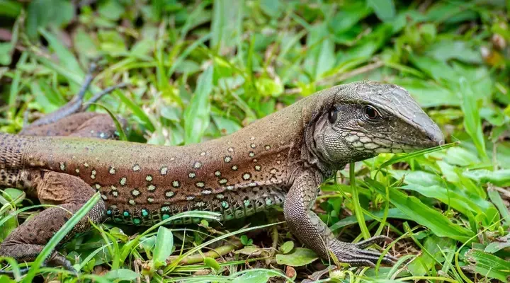 Un iguane Voyage à Port d’Espagne