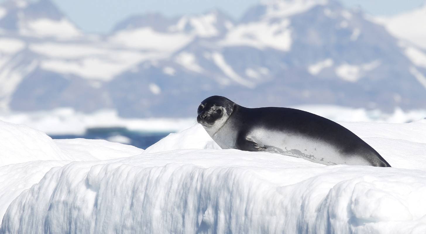 Billet d'avion direct Paris Nuuk, découvrez la beauté et l'authenticité du Groenland