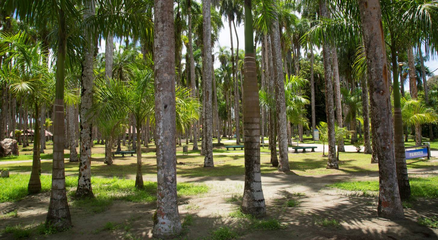 Réservez un vol pas cher pour Paramaribo et découvrez le centre historique de la capitale du Suriname