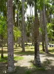 Vol Paramaribo
