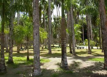 Réservez un vol pas cher pour Paramaribo et découvrez le centre historique de la capitale du Suriname