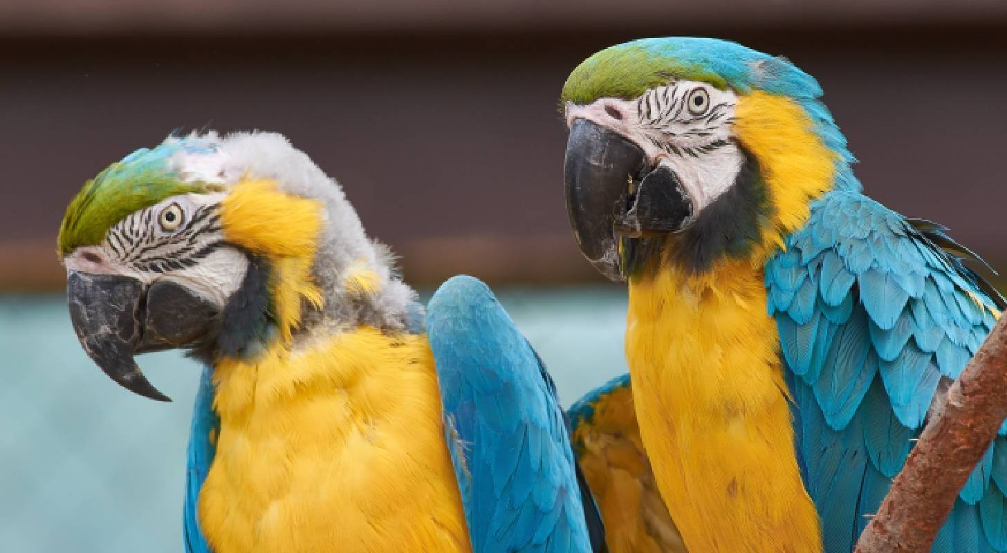 Voyage au Venezuela, observation d’aras colorés à Caracas