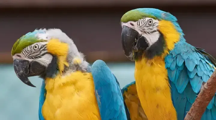 Des aras, perroquets typiques du Vénézuela Voyage au Venezuela, observation d’aras colorés à Caracas