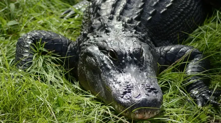 Un alligator de Floride Achetez un billet d'avion en meilleur prix pour la Floride
