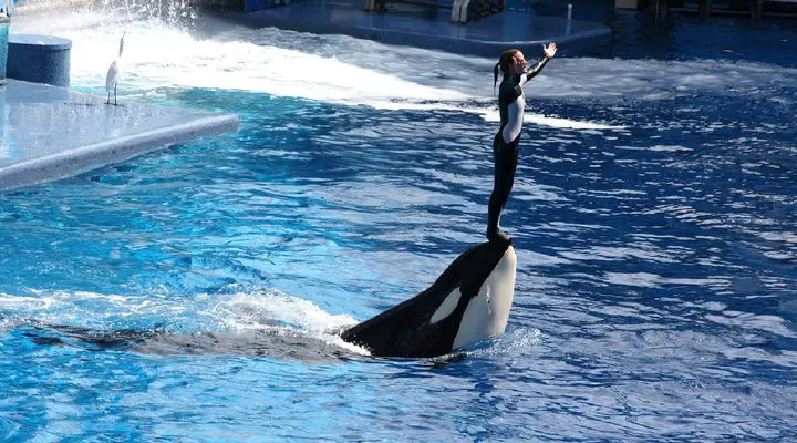 Un spectacle d'orques au Parc aquatique Sea World à Orlando Réservez un vol direct pour Orlando et découvrez les parcs d'attraction de Floride