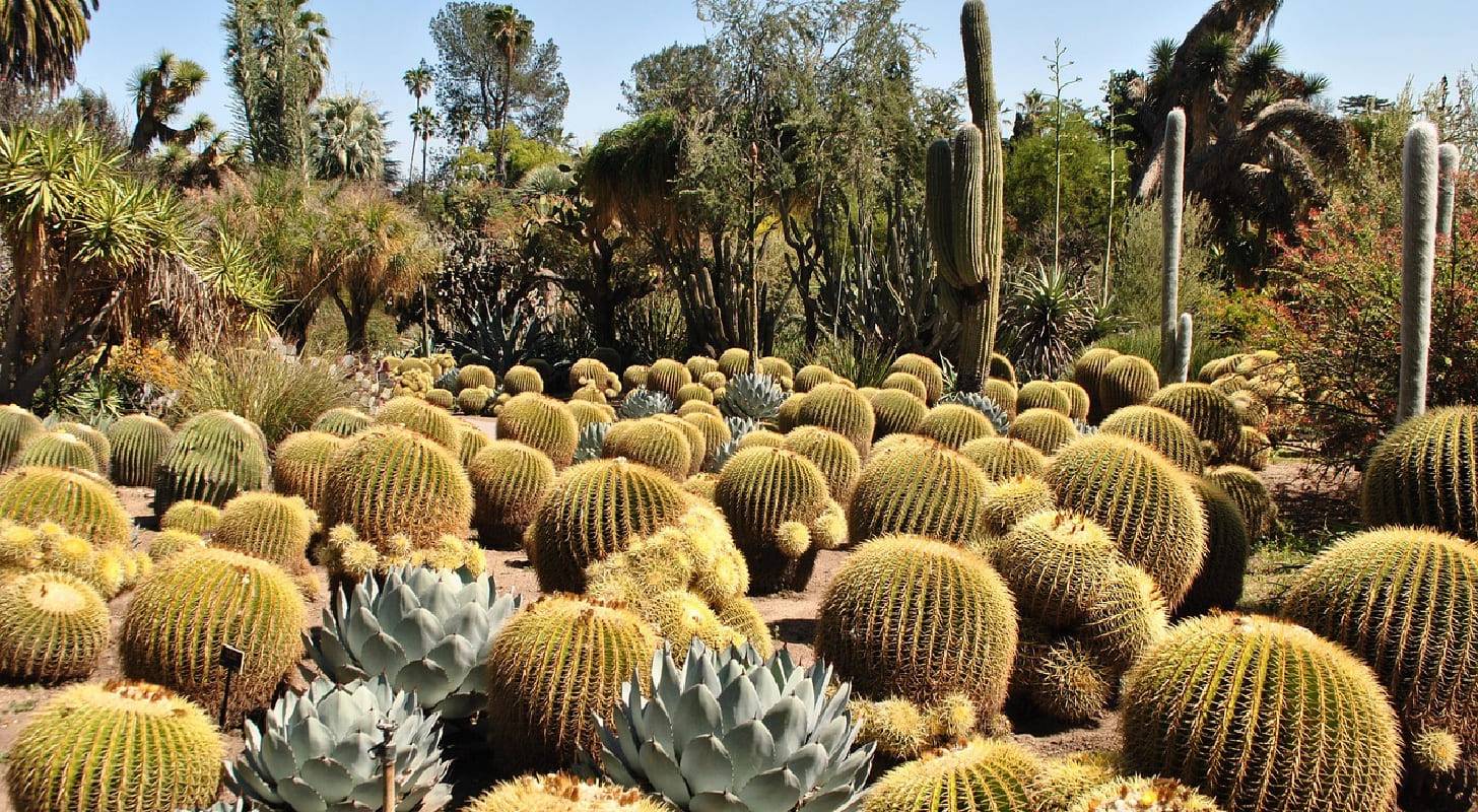Vacances à Phoenix, visitez le Desert Botanical Garden
