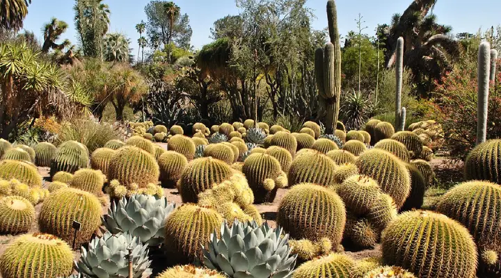Desert Botanical Garden Vacances à Phoenix, visitez le Desert Botanical Garden
