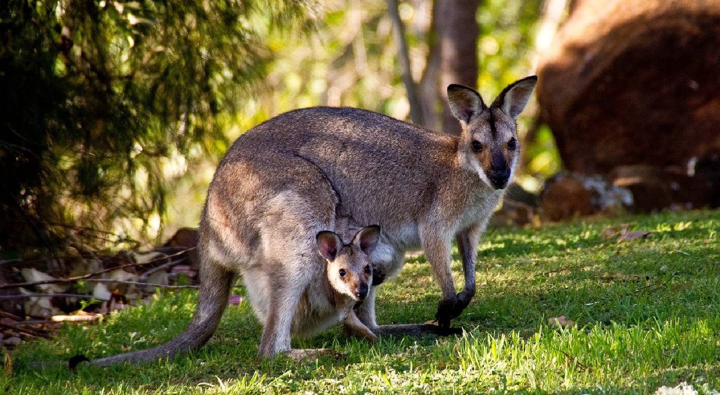 Séjour à Cairns en Australie, allez rencontrer les kangourous et wallabies