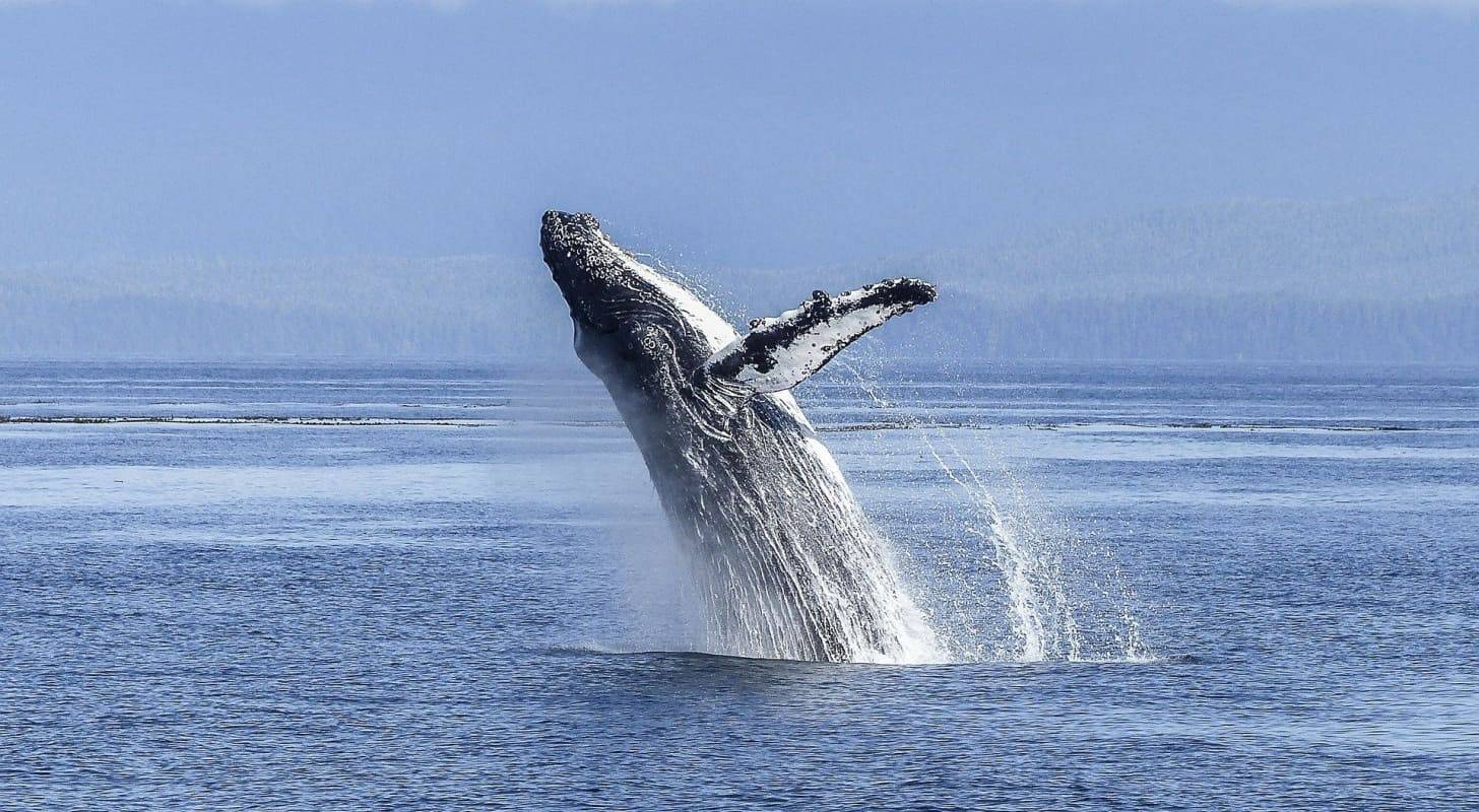Billet d’avion pour Nouméa, croisière et observation de baleines