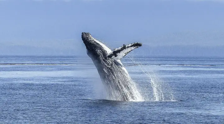 Croisière avec observation de baleines près de Nouméa Billet d’avion pour Nouméa, croisière et observation de baleines