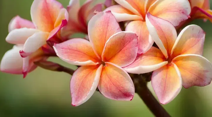 Une fleur de frangipanier, fleur emblématique de Polynésie Vol pas cher pour la Polynésie Française