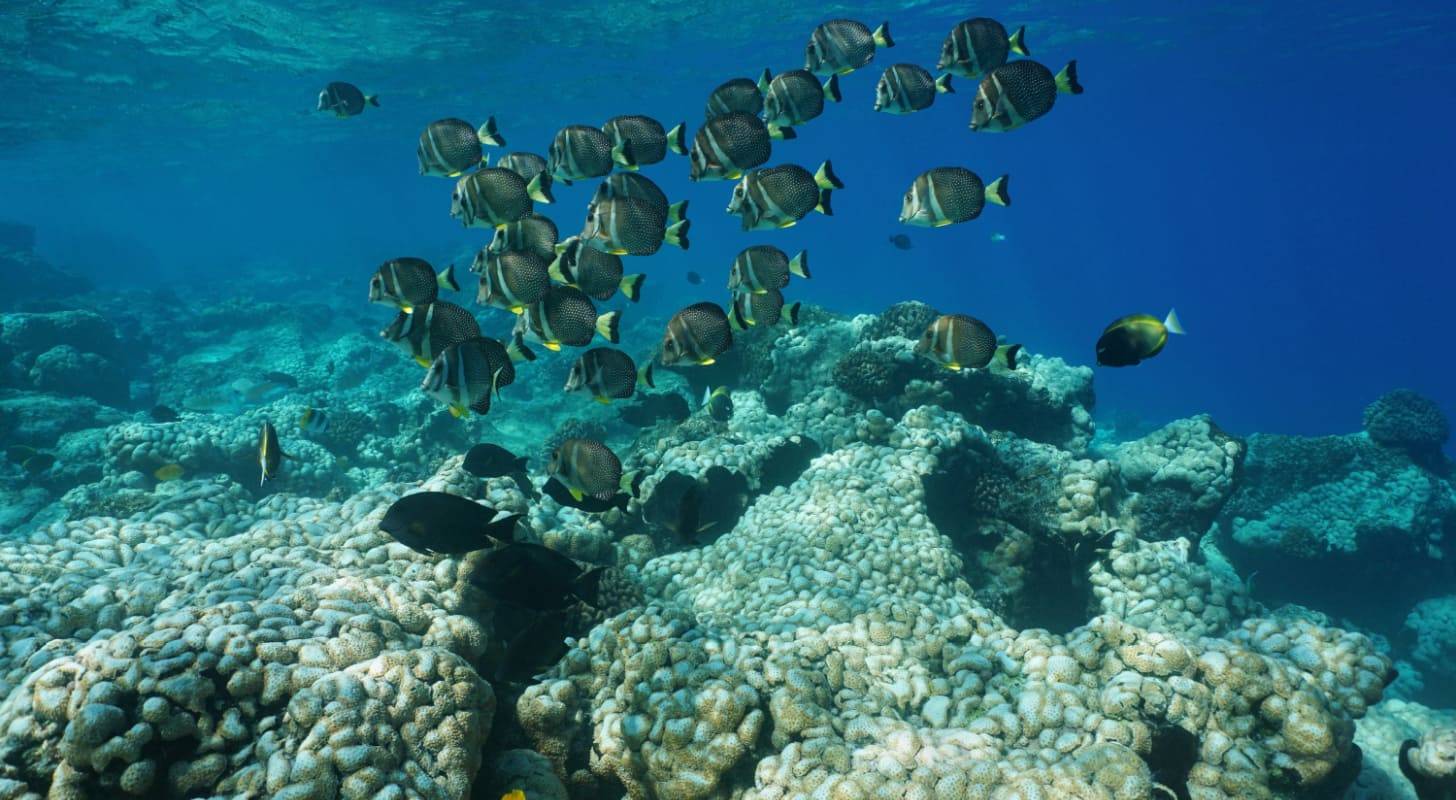 Vacances sur les îles Tuamotu en Polynésie