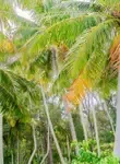 Vol Aratika - Archipel des Tuamotu