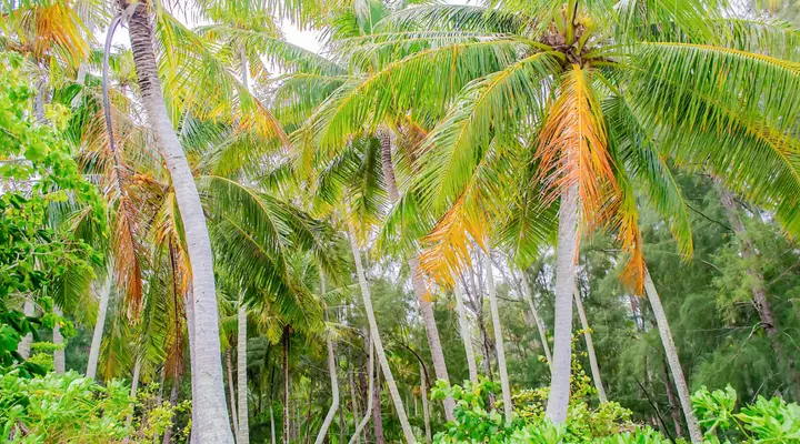 Végétation tropicale de Polynésie Réserver un vol pour Aratika et passez des vacances inoubliables en Polynésie