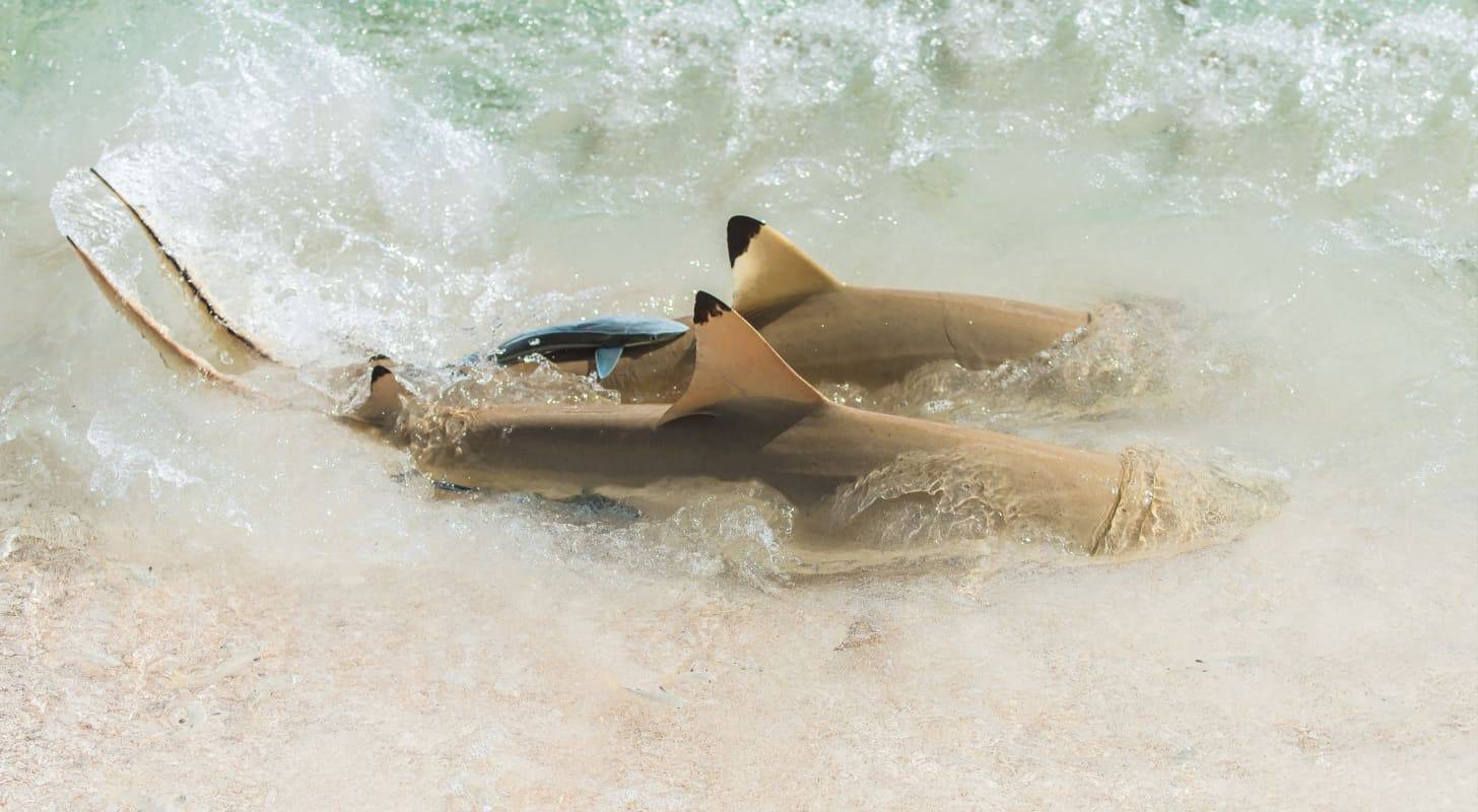 Vacances aux Iles Tuamotu