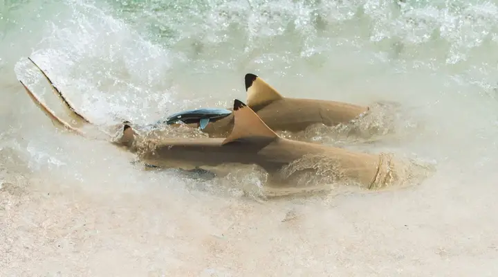 Observez les requins de récif à Arutua Vacances aux Iles Tuamotu
