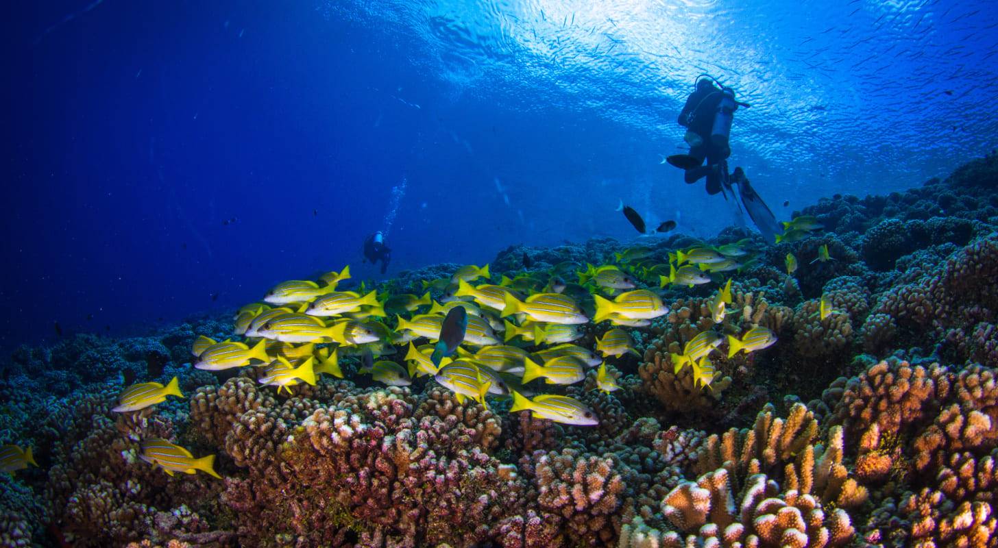Voyage à Fakarava, plongée sous-marine en Polynésie