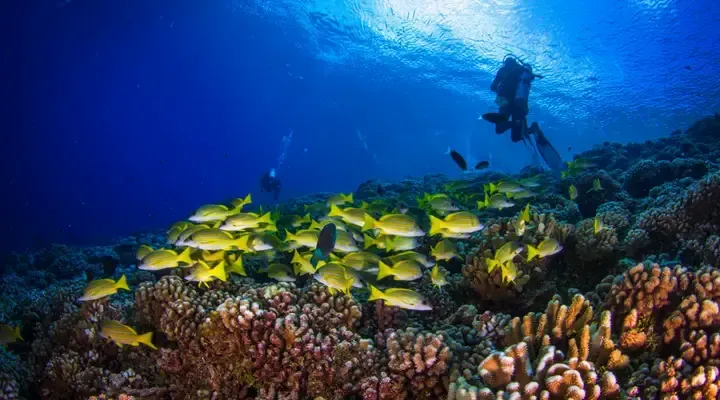 Voyage à Fakarava, plongée sous-marine en Polynésie Voyage à Fakarava, plongée sous-marine en Polynésie