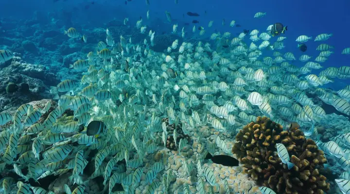Observez les poissons multicolores Vol pas cher pour Hao en Polynésie