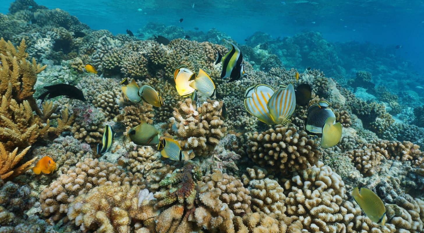 Billet d'avion pas cher pour les Tuamotu