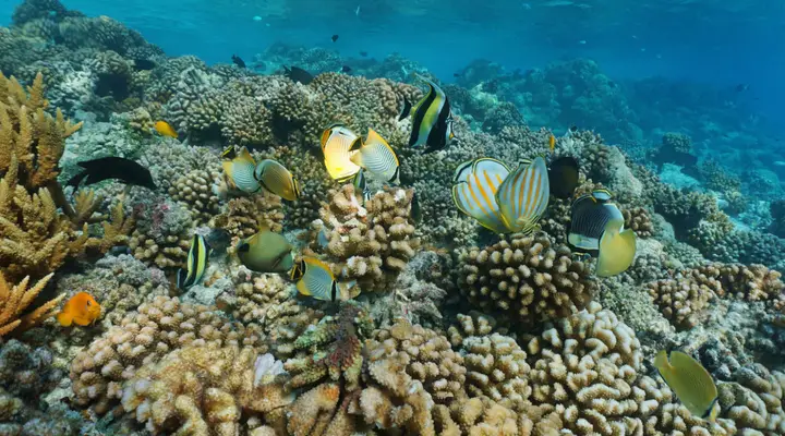 Poissons multicolores à Katiu Billet d'avion pas cher pour les Tuamotu