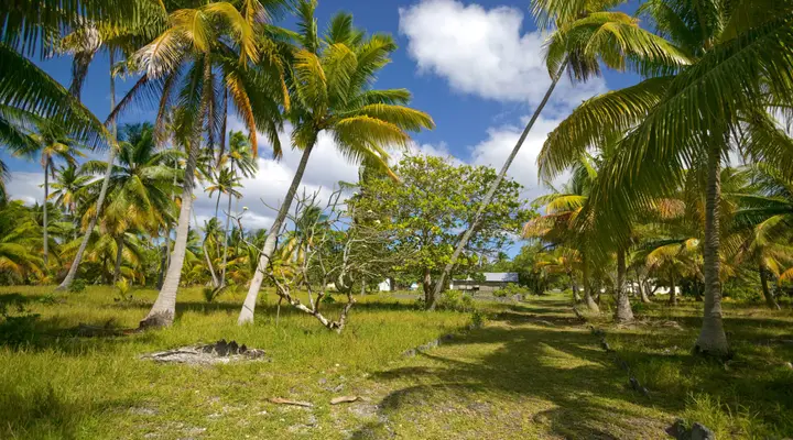 Végétation tropicale des Tuamotu Vol pas cher pour les Tuamotu