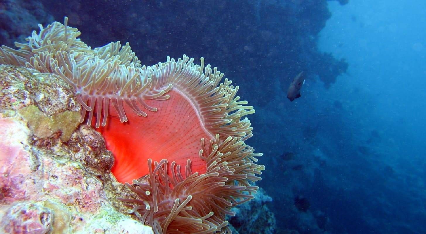 Vol pas cher pour Moorea