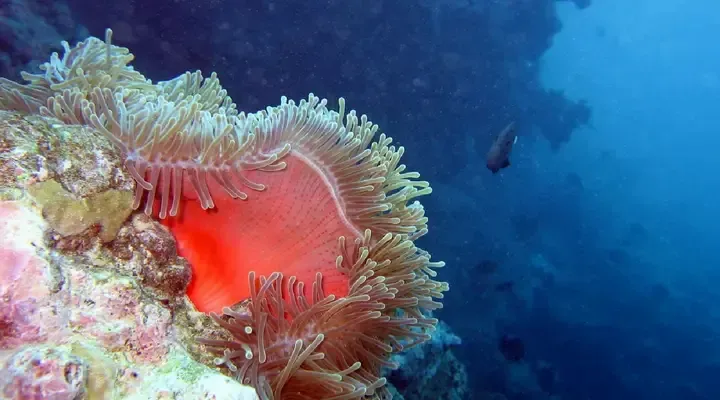 Une anémone dans les fonds marins polynésiens Vol pas cher pour Moorea